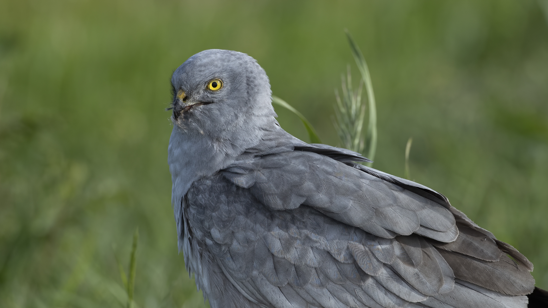 Montagu's Harrier